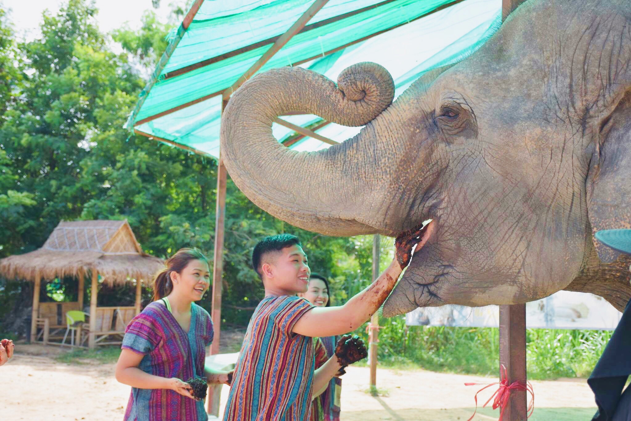 Feeding the Elephants